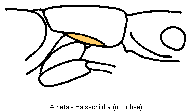 atheta_hscha.gif