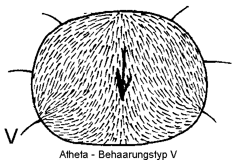 atheta_htypv.gif