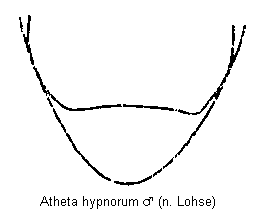 atheta_hypnorum_hlb.gif