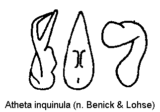 atheta_inquinula.gif