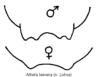 atheta_laevana_tergit.gif