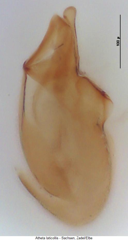 atheta_laticollis.jpg