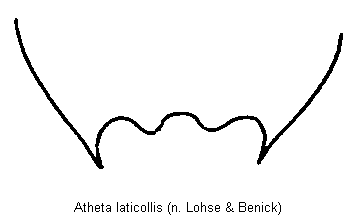 atheta_laticollis_ter.gif