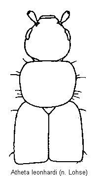 atheta_leonhardi_vk.gif