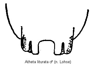 atheta_liturata_tergit.gif