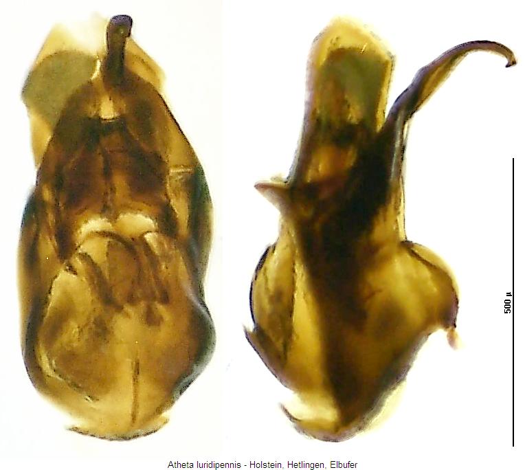 atheta_luridipennis.jpg