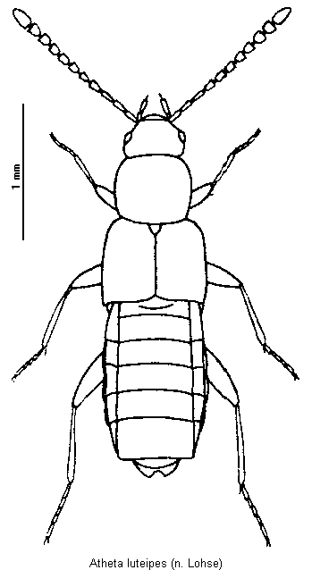 atheta_luteipes_hab.gif