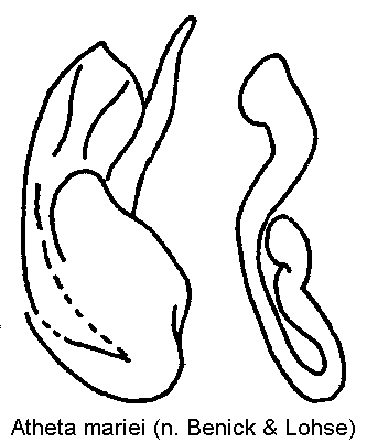 atheta_mariei.gif