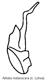 atheta_melanocera.gif