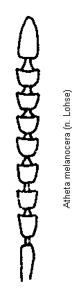atheta_melanocera_f.gif