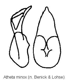 atheta_minox.gif