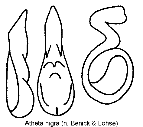 atheta_nigra.gif