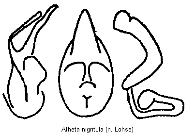 atheta_nigritula.gif