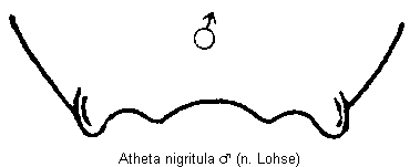 atheta_nigritula_hlb.gif