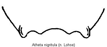 atheta_nigritula_tergit6.gif
