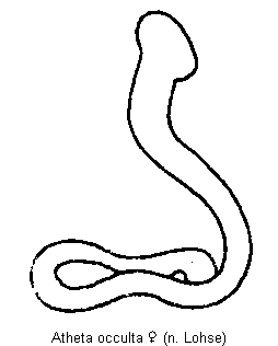atheta_occulta_sperm.gif