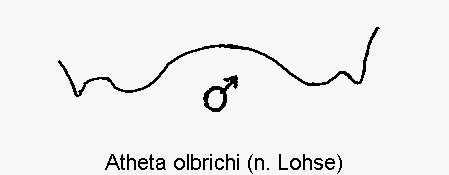 atheta_olbrichi_m_ter.gif