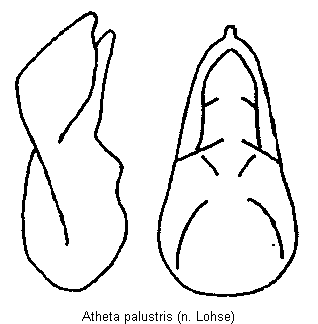 atheta_palustris.gif