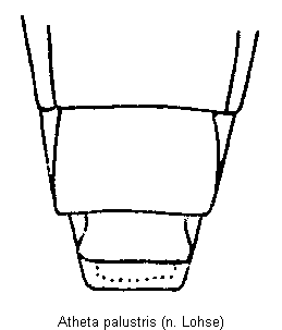 atheta_palustris_hlb.gif