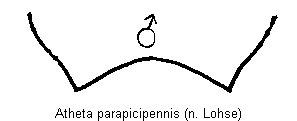 atheta_parapicipennis_tergit.gif