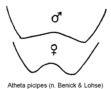 atheta_picipes_ter.gif
