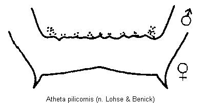 atheta_pilicornis_ter.gif