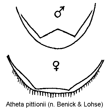 atheta_pittionii_pyg.gif