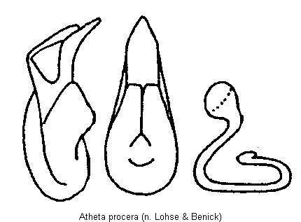 atheta_procera.gif