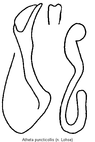 atheta_puncticollis.gif