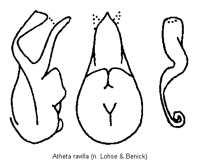 atheta_ravilla.gif