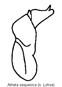 atheta_sequanica.gif