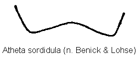 atheta_sordidula_ter.gif