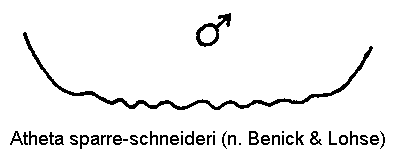atheta_sparreschneideri_ter.gif