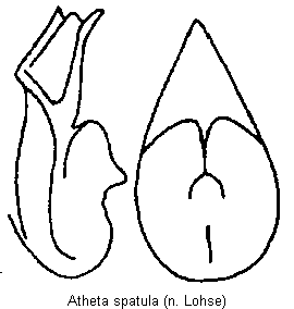 atheta_spatula.gif