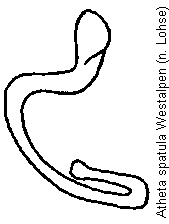 atheta_spatula_sperm.gif