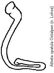 atheta_spatula_sperm3.gif