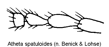 atheta_spatuloides_f.gif