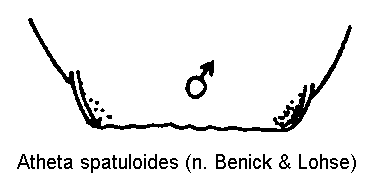 atheta_spatuloides_ter.gif