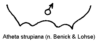 atheta_strupiana_ter.gif