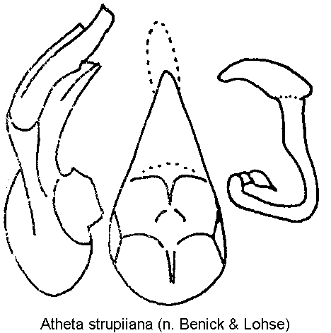 atheta_strupiiana.gif