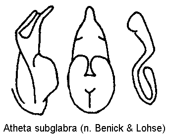 atheta_subglabra.gif