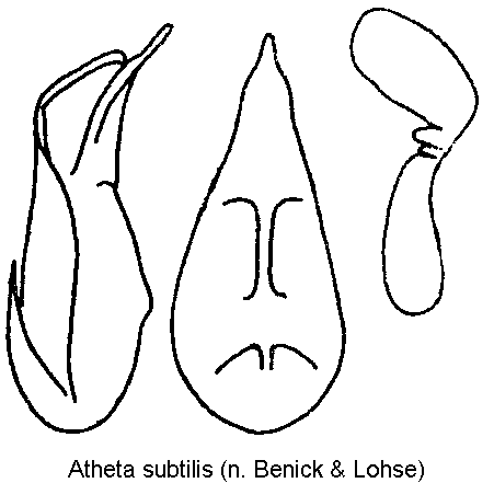 atheta_subtilis.gif