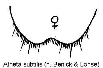 atheta_subtilis_ter.gif