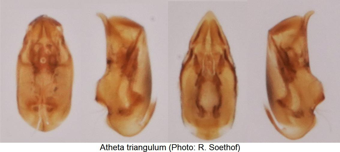 atheta_triangulum.jpg