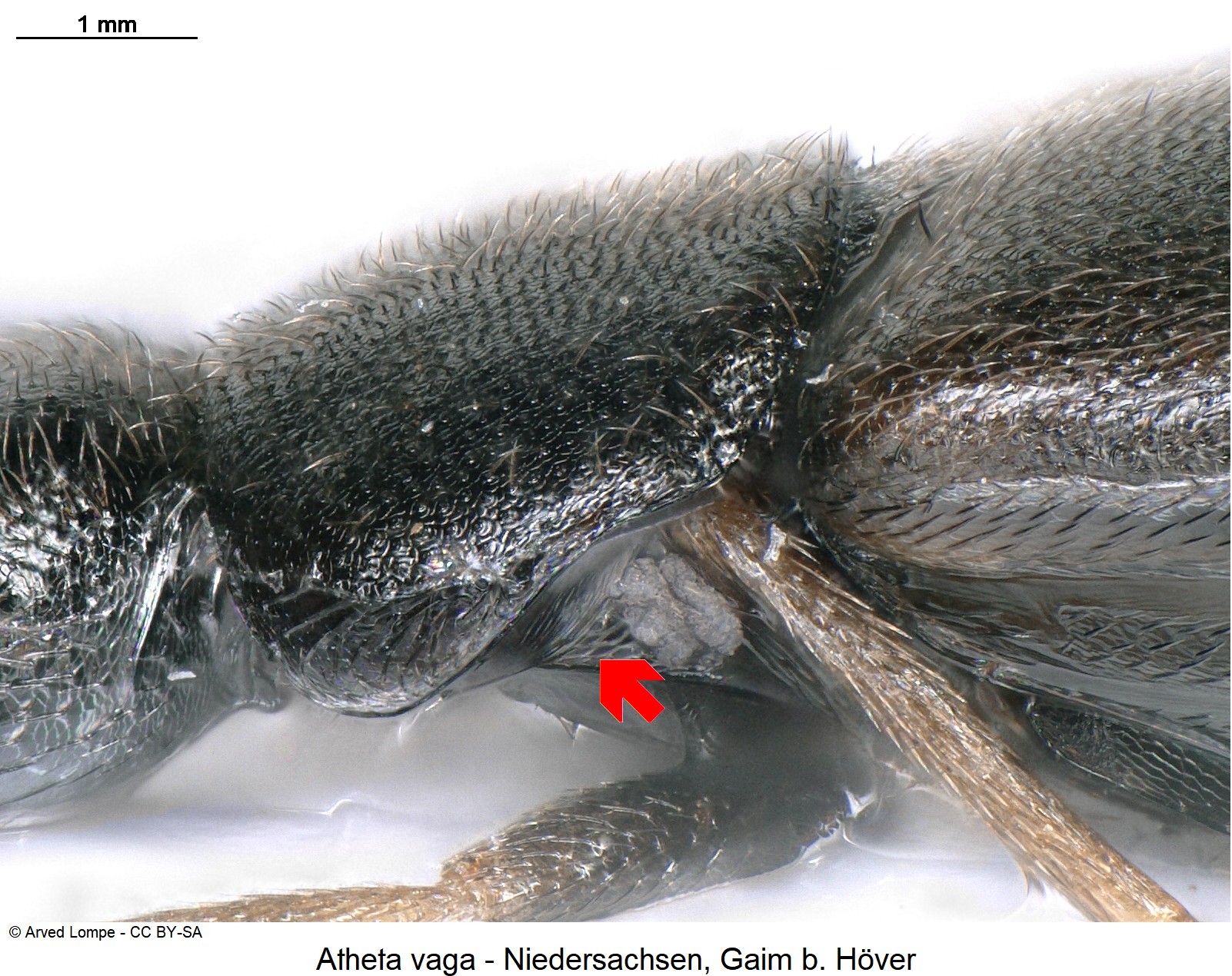 atheta_vaga_ck38056095_hsch_sa.jpg