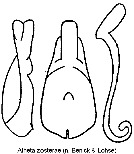atheta_zosterae.gif