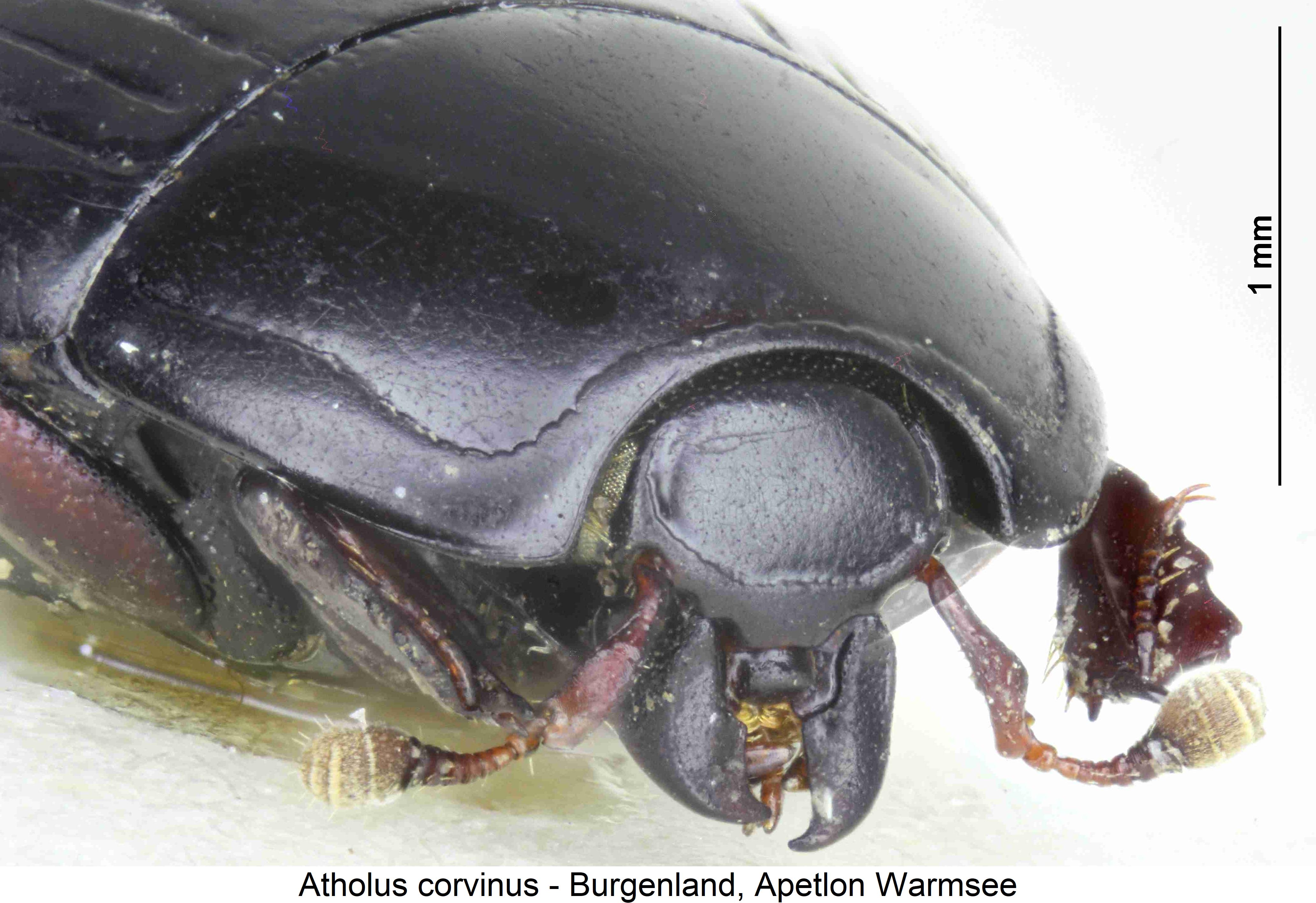 atholus_corvinus_k1.jpg