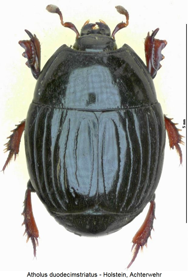 atholus_duodecimstriatus_hab.jpg