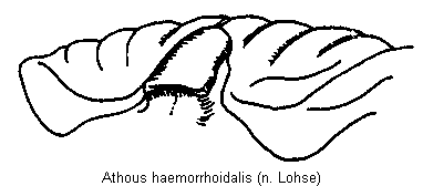 athous_haemorrhoidalis_sch.gif