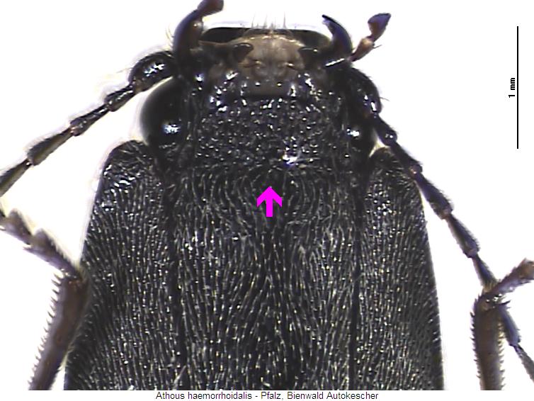 athous_haemorrhoidalis_us.jpg